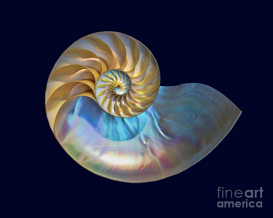 Nautilus Shell #1 Photograph by Mimi Ditchie