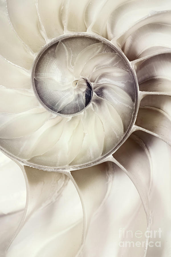 Nautilus Shell Photograph by Linda D Lester - Fine Art America