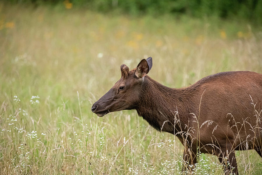 NC Elk Photograph by Jessica Ferguson - Fine Art America