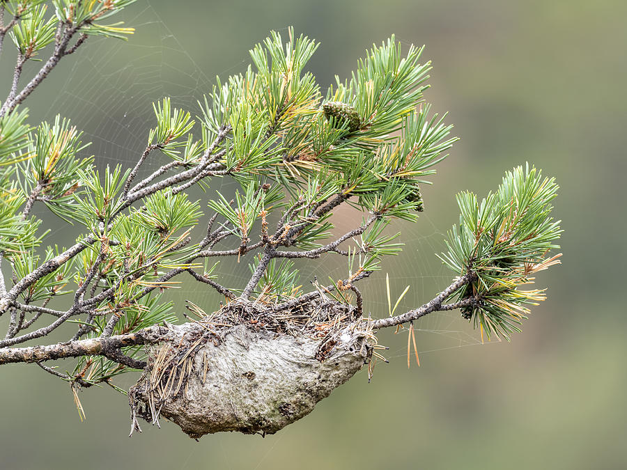 Nest in a tree of  Pine processionary caterpillar #1 Photograph by Jose A. Bernat Bacete