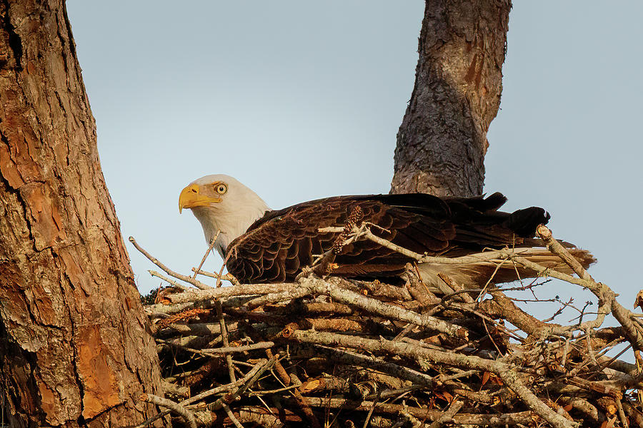 Nesting Mother #1 Photograph by Les Greenwood