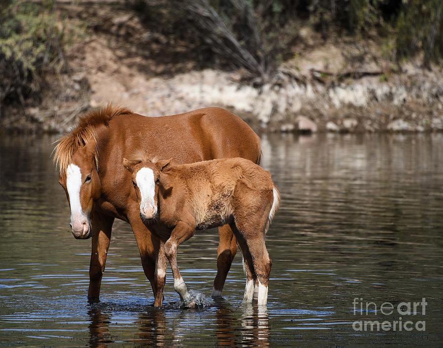 New Foal Life on the Salt River #1 Digital Art by Tammy Keyes