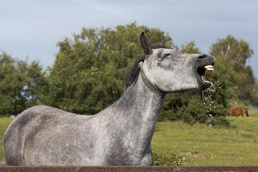New Forest Pony making a face after drinking from a stone water trough near Lyndhurst, New Forest, Hampshire, UK #1 Photograph by Jacky Parker Photography
