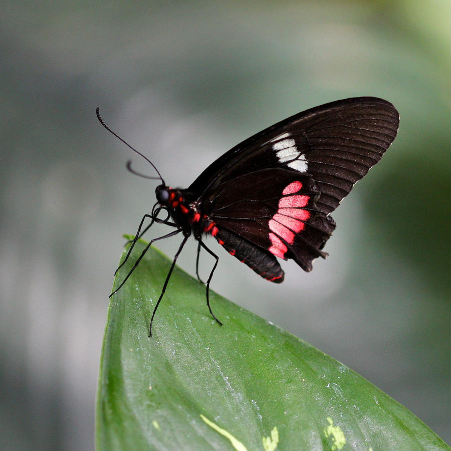 Pink Cattleheart Butterfly Photograph by Jill Blackwood | Fine Art America