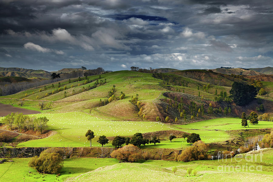 New Zealand landscape, North Island Photograph by Dmitry Pichugin ...