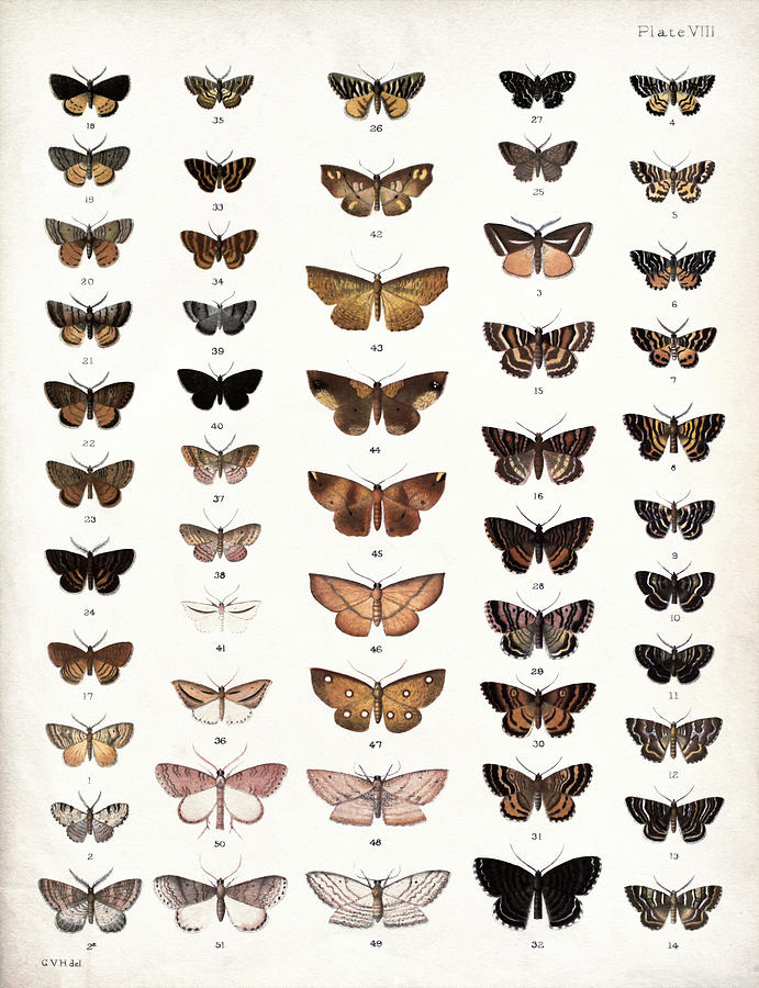 New Zealand Moths and Butterflies 1898 Painting by Orca Art Gallery ...