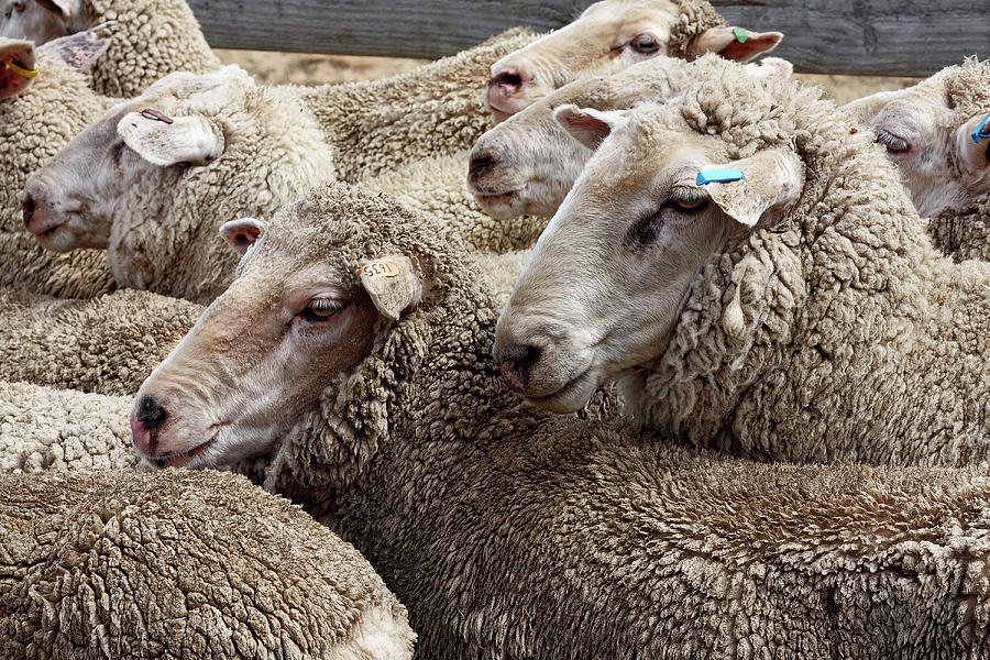 New Zealand Sheep Photograph by Sally Weigand | Fine Art America