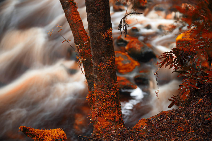 Newell Creek in Tasmania #1 Photograph by RobertDowner