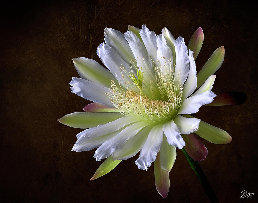 Night Blooming Cereus Photograph by Endre Balogh