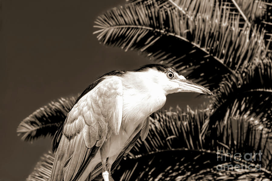 Heron Photograph - Night Heron in front of a Palm Sepia #1 by Elisabeth Lucas