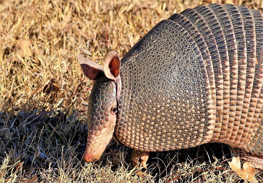 Nine-banded Armadillo Close-up #1 Photograph by Sheila Brown