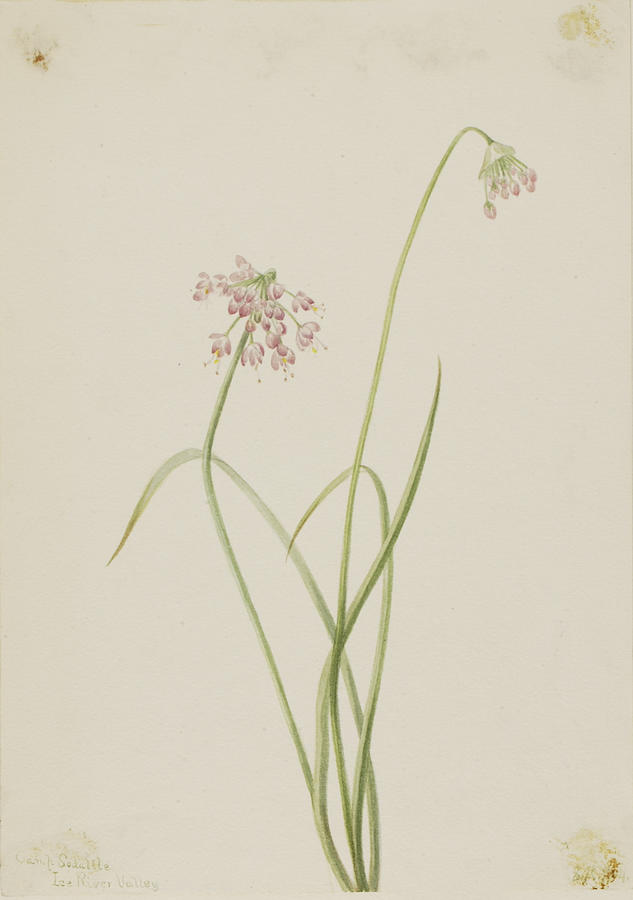 Nodding Onion Allium cernuum Drawing by Mary Vaux Walcott - Fine Art ...