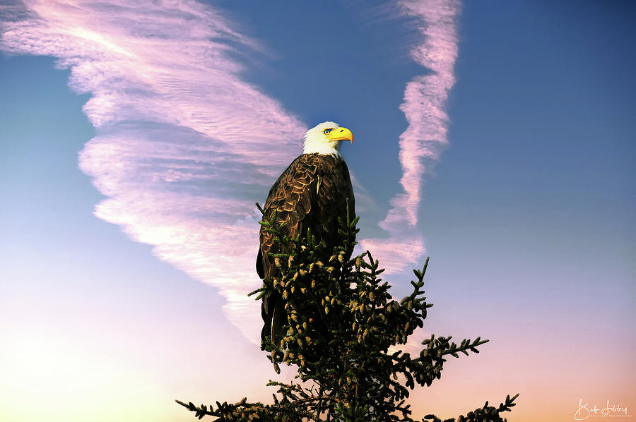 North American Bald Eagle #2 Photograph by Robert Libby
