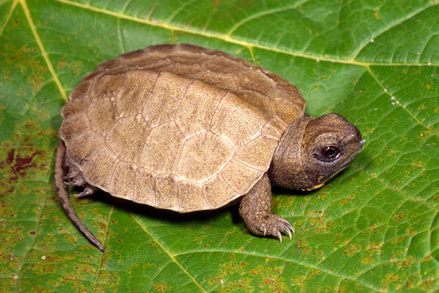 North American Wood Turtle, Hatchling #1 Photograph by Michael Redmer ...