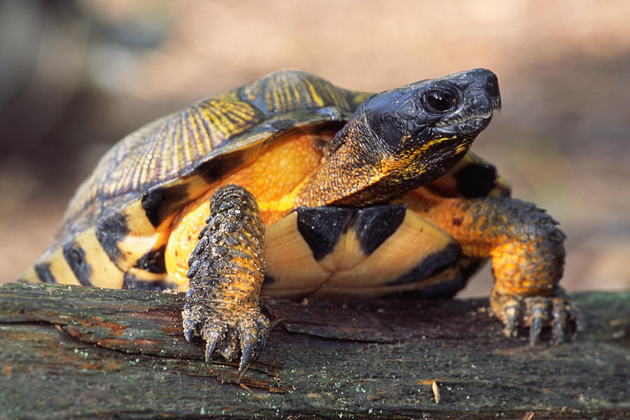 North American Wood Turtle #1 Photograph by Michael Redmer - Fine Art ...