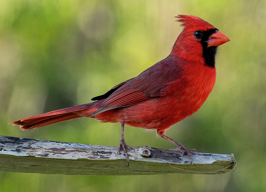 Bird Photograph - Northern Cardinal #1 by Dart Humeston