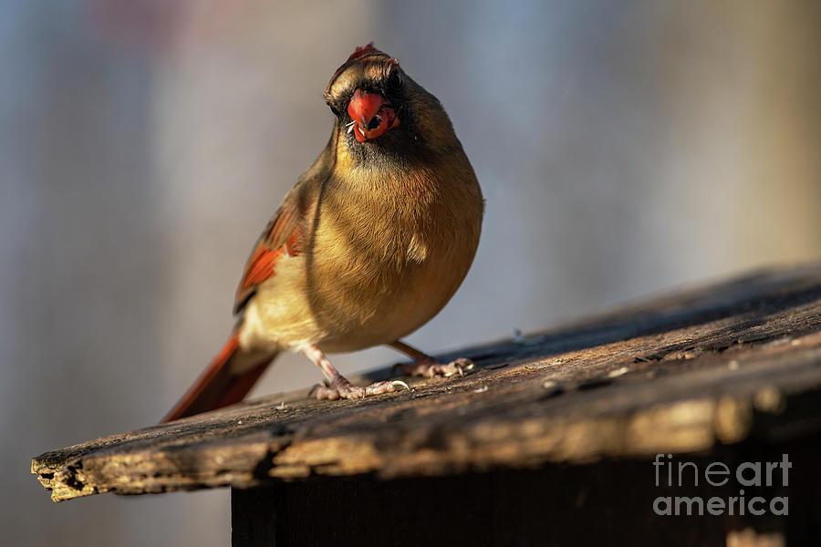 Northern Cardinal Feeding #1 Photograph by JT Lewis
