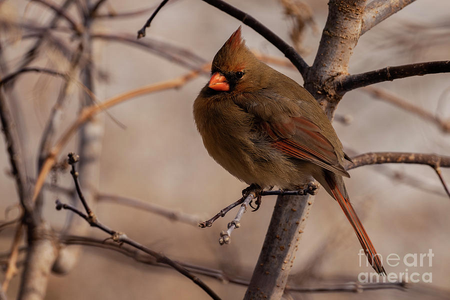 Northern Cardinal #1 Photograph by JT Lewis