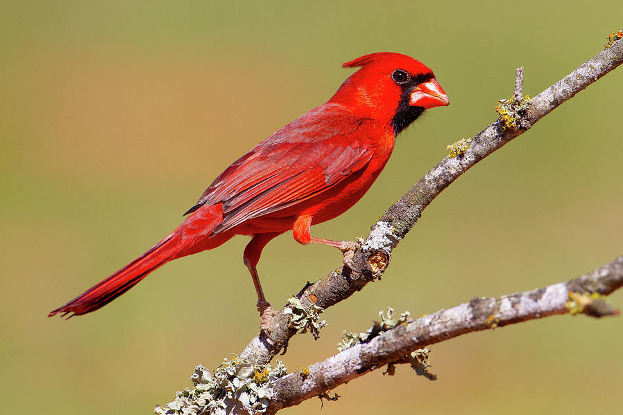 Northern Cardinal, Laguna Seca Ranch, Texas Photograph by Greg Yahr ...