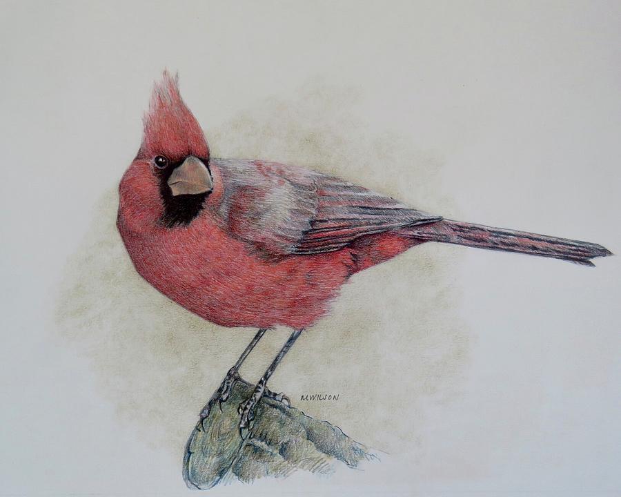 Northern Cardinal Drawing by Miriam Wilson Fine Art America