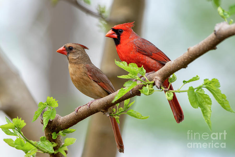Northern Cardinals Photograph - Northern Cardinal Pair in Spring #1 by Bonnie Barry
