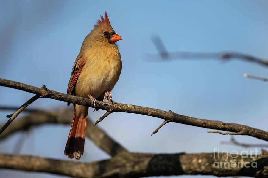 Northern Cardinal Perched on Branch #1 Photograph by JT Lewis