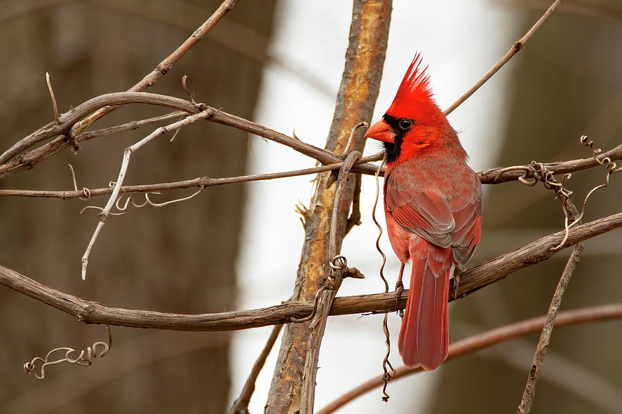 Northern Cardinal #1 Photograph by Ray Congrove