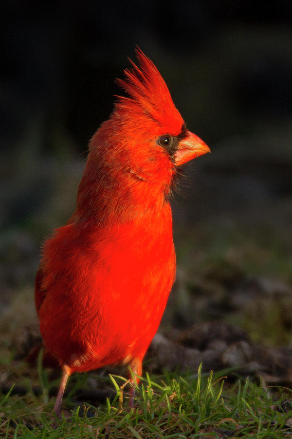 Northern Cardinal #1 Photograph by Timothy McIntyre