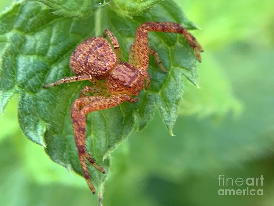 Northern Crab Spider #1 Photograph by Catherine Wilson
