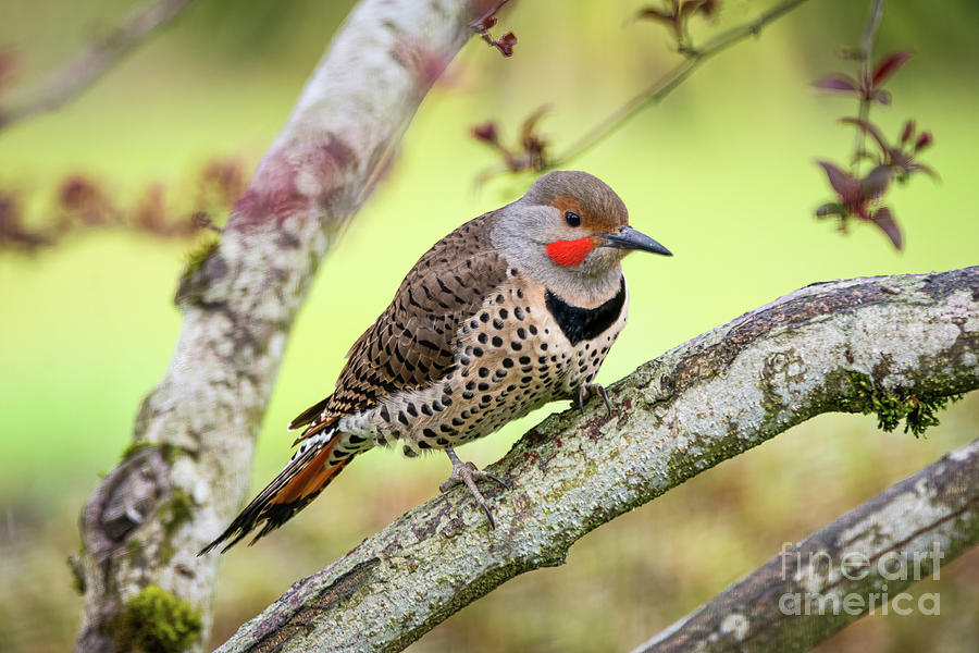 Northern Flicker #1 Photograph by Craig Leaper
