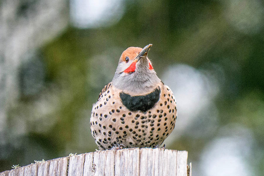 Northern Flicker #2 Photograph by Will LaVigne
