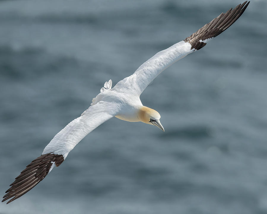 Northern Gannet #1 Photograph by CR Courson