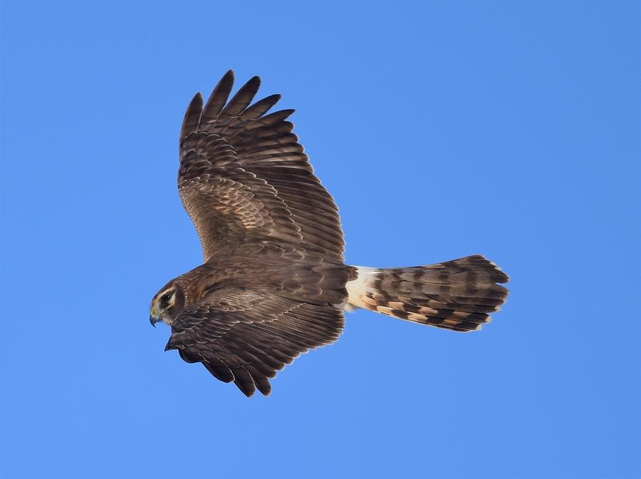 Northern Harrier in Flight Photograph by Jo-Ann Matthews - Pixels