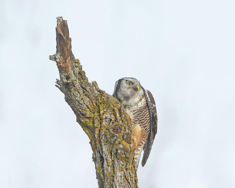 Northern Hawk Owl #1 Photograph by CR Courson
