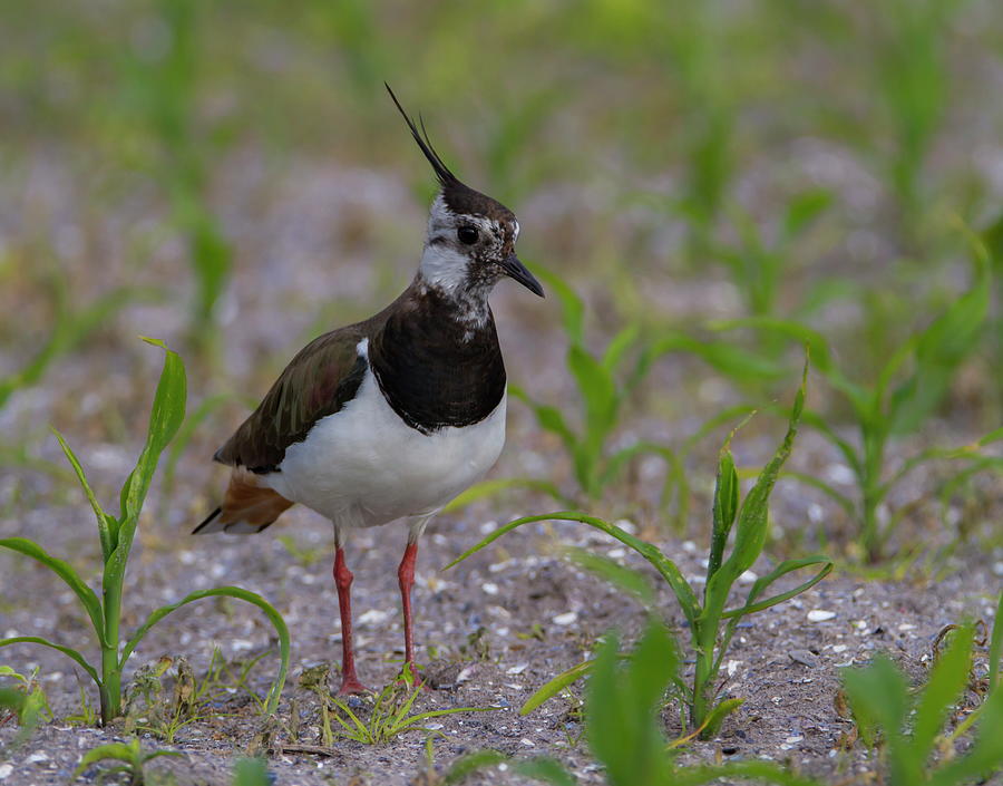 Northern Lapwing, Vanellus vanellus, in a field, Moro island, Denmark #1 Photograph by Elenarts - Elena Duvernay photo