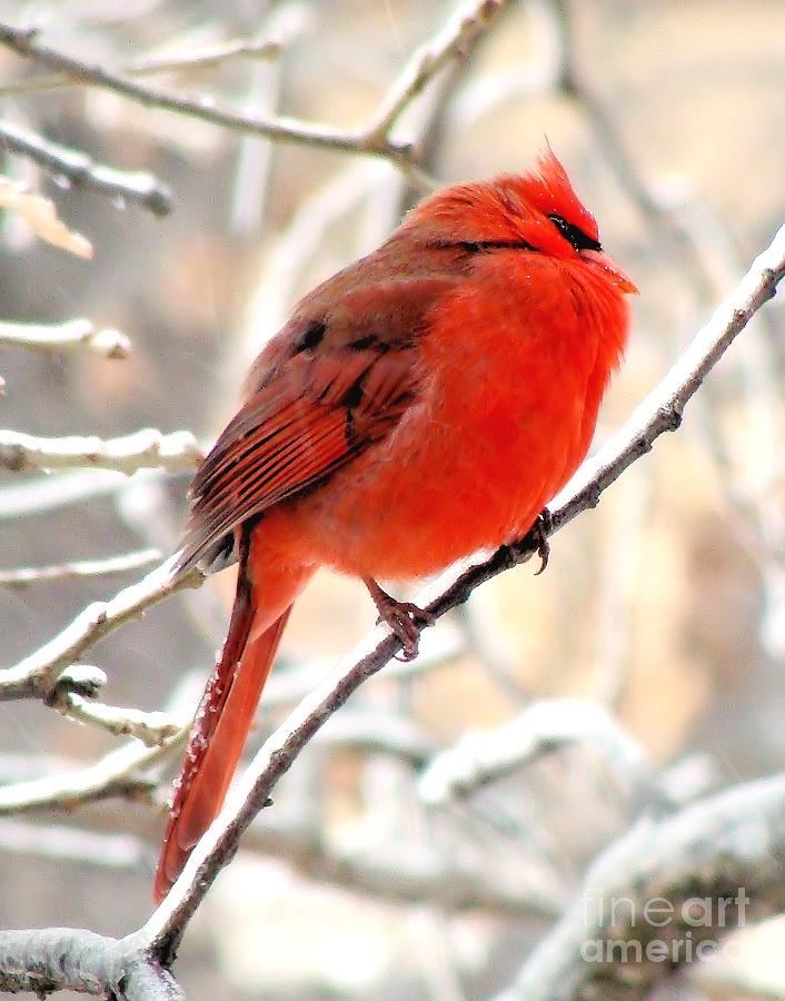 Northern Male Cardinal #2 Photograph by Janette Boyd