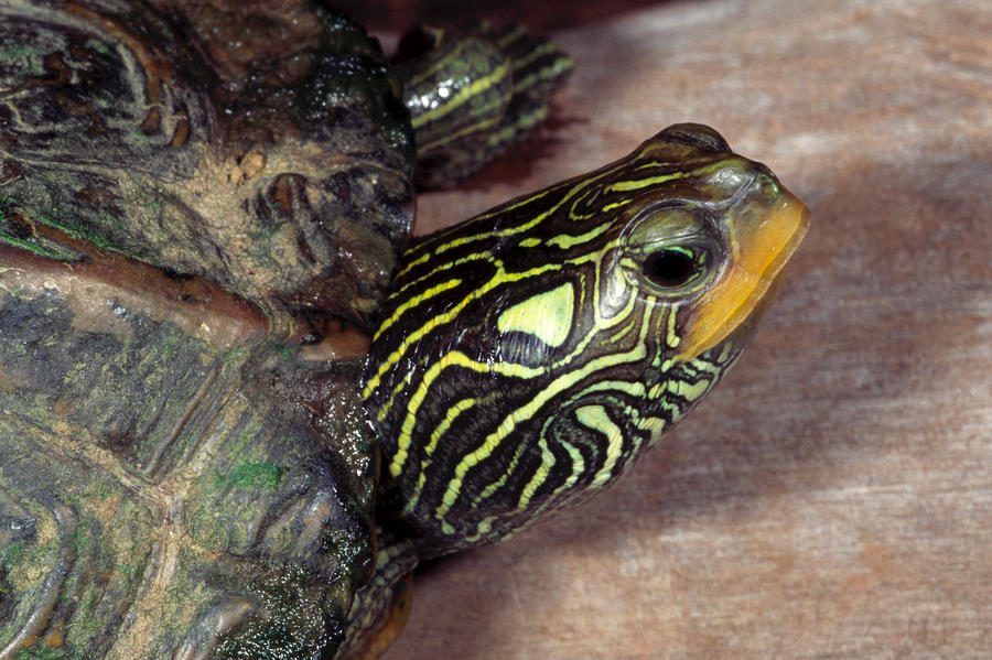 Northern Map Turtle #2 Photograph by Michael Redmer - Pixels