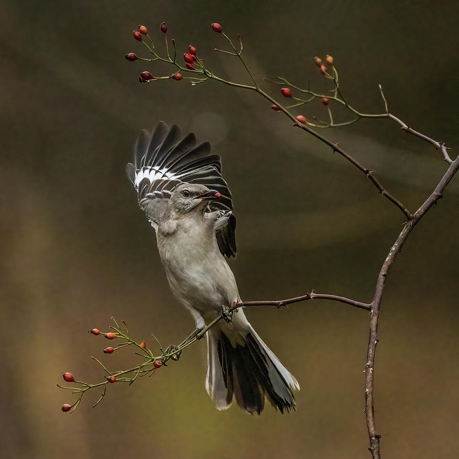 Northern Mockingbird #1 Photograph by Alexander Image