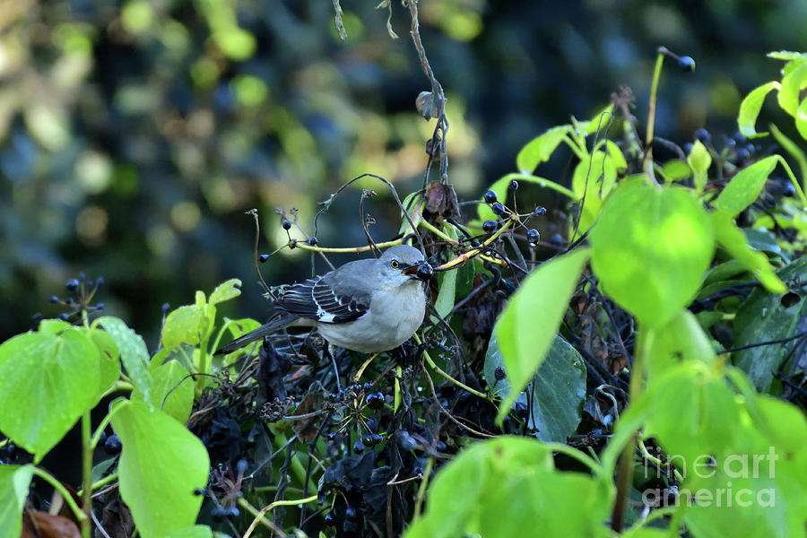 Northern Mockingbird  #1 Photograph by Amazing Action Photo Video