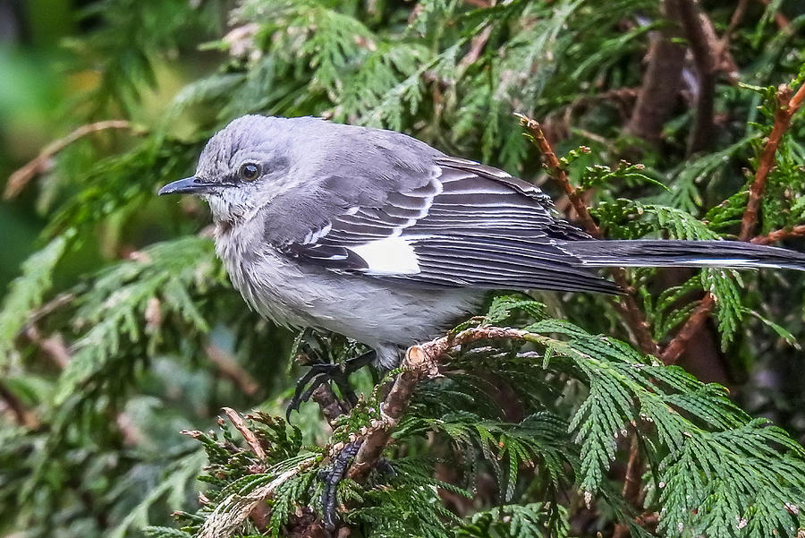 Northern Mockingbird #1 Photograph by Will LaVigne