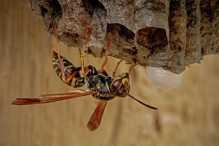 Northern Paper Wasp #1 Photograph by Ira Marcus