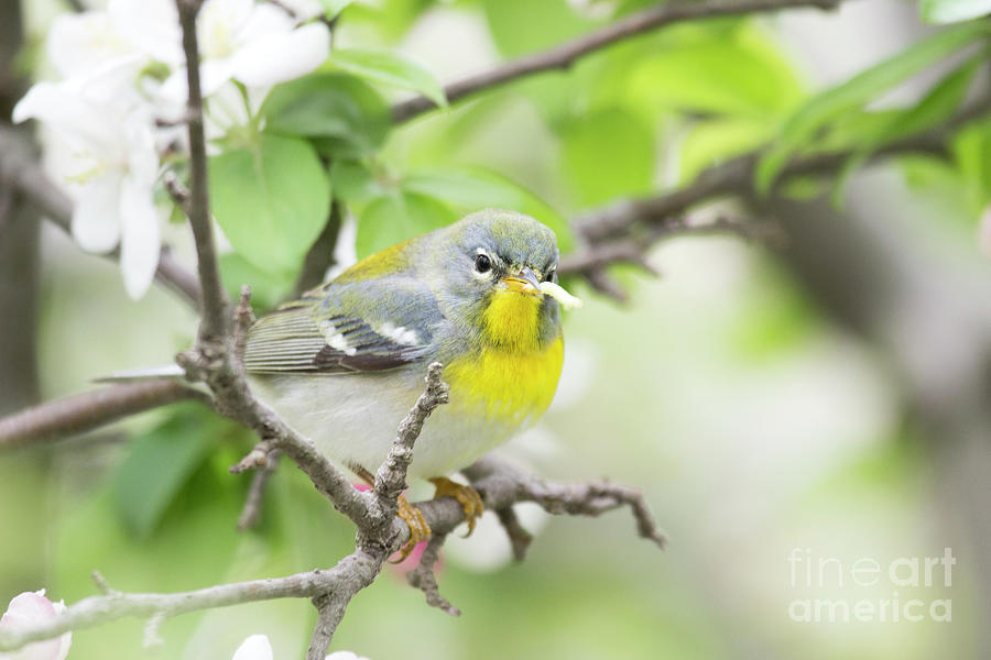 Northern Parula - a New World Warbler Series Photograph by Jeannette Hunt