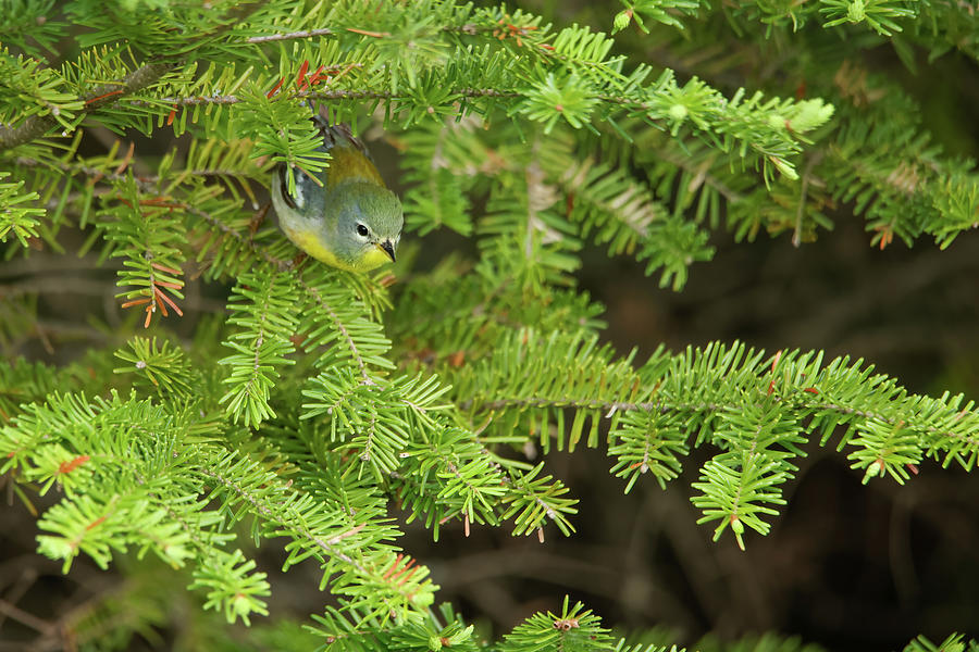 Northern Parula #1 Photograph by Brook Burling