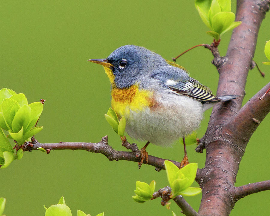 Northern Parula  #1 Photograph by Timothy McIntyre