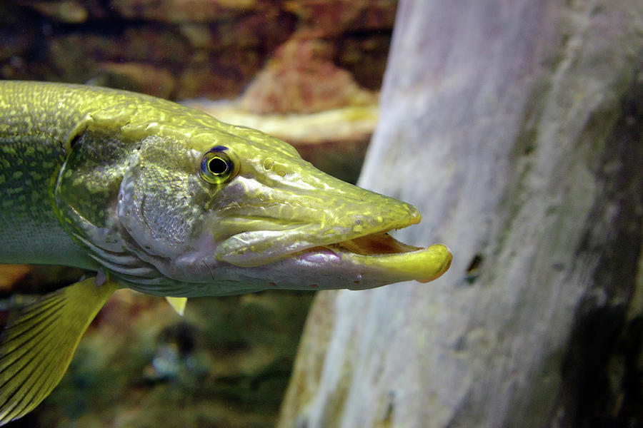 Northern Pike #1 Photograph by Douglas Allen Northern Pike #1 Photograph by Douglas Allen