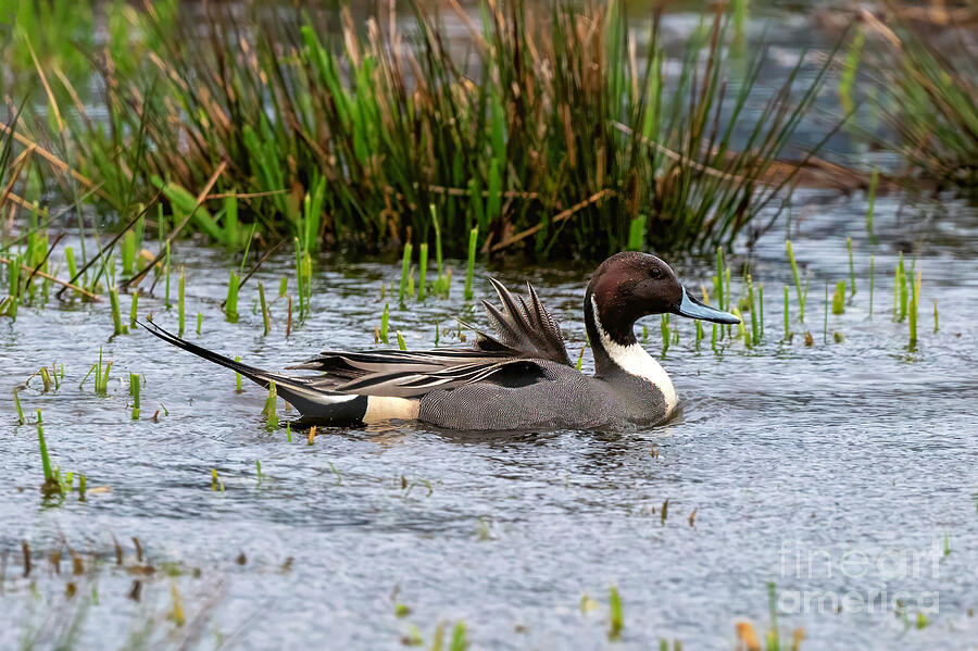 Duck Photograph - Northern Pintail Drake #1 by Michael Dawson