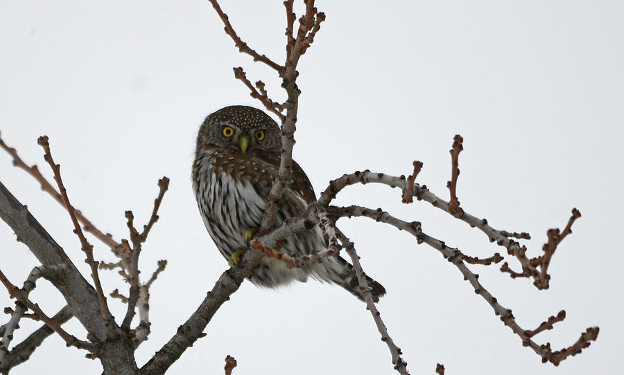 Northern Pygmy Owl 2 #2 Photograph by Whispering Peaks Photography