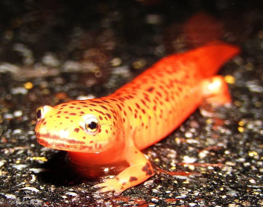 Northern Red Salamander Photograph