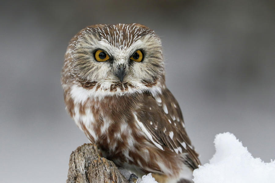 Northern Saw-whet Owl Portrait #1 Photograph by Teresa Wilson