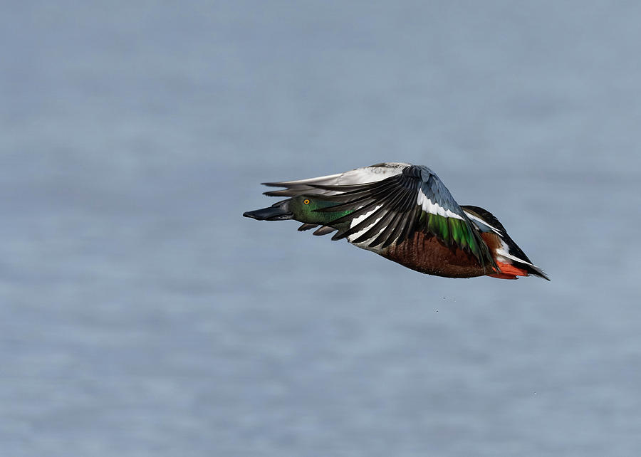 Northern Shoveler, Colusa County California by Doug Herr Northern Shoveler, Colusa County California by Doug Herr